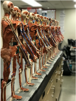 BioMed Image
